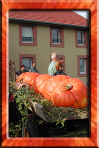 Une charue pour 5 citrouilles